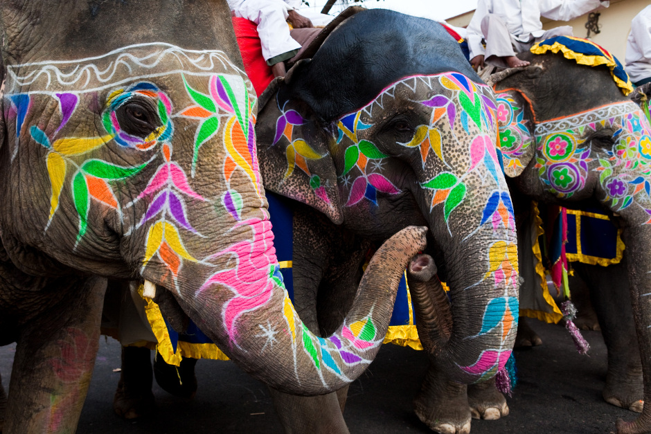 Elephant festival in Jaipur, India, Karma Group