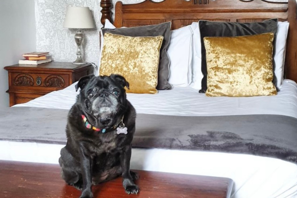 Karma Salford Hall Dog Friendly